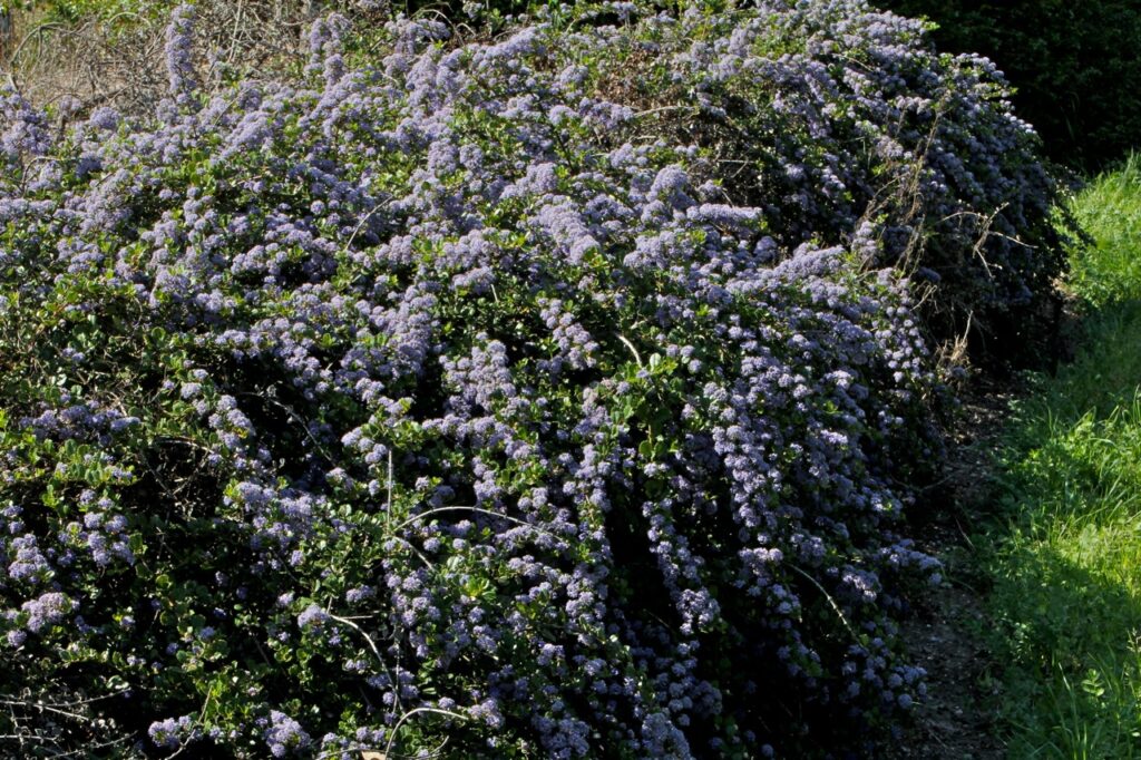 Ceanothus gloriosus var. exaltatus 'Emily Brown' - Navarro ceanothus