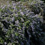 Ceanothus gloriosus var. exaltatus 'Emily Brown' - Navarro ceanothus