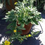 Potentilla gracilis - slender cinquefoil