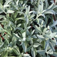 Salvia apiana ‘Compacta’