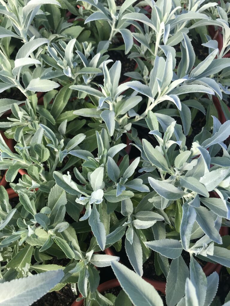 Salvia apiana 'Compacta' - compact white sage