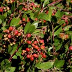 Arctostaphylos manzanita x 'Mary's Blush' - common manzanita