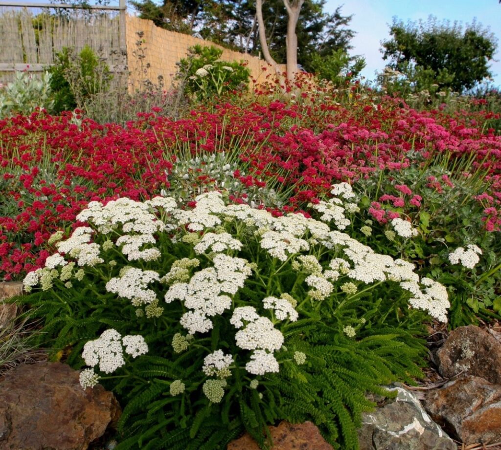 Achillea millefolium 'Sonoma Coast' - yarrow