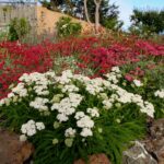 Achillea millefolium 'Sonoma Coast' - yarrow