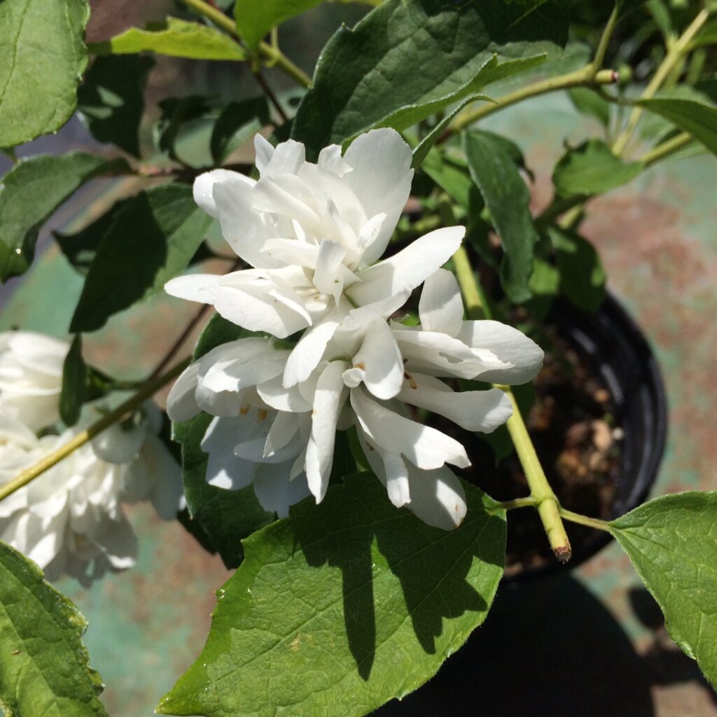 Philadelphus lewisii 'Goose Creek' - western mock orange