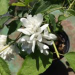 Philadelphus lewisii 'Goose Creek' - western mock orange