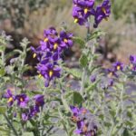 Solanum xanti 'Mountain Pride' - purple nightshade