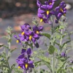Solanum xanti 'Mountain Pride' - purple nightshade