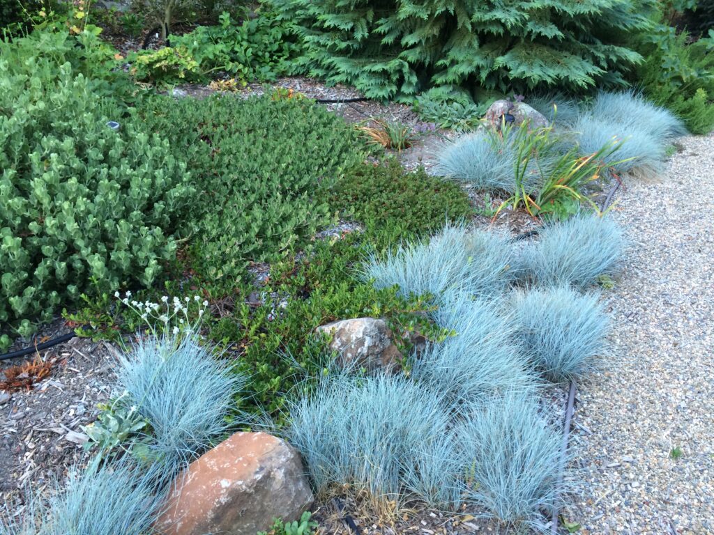 Festuca rubra 'Patrick's Point' - creeping red fescue