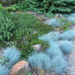 Festuca rubra 'Patrick's Point' - creeping red fescue