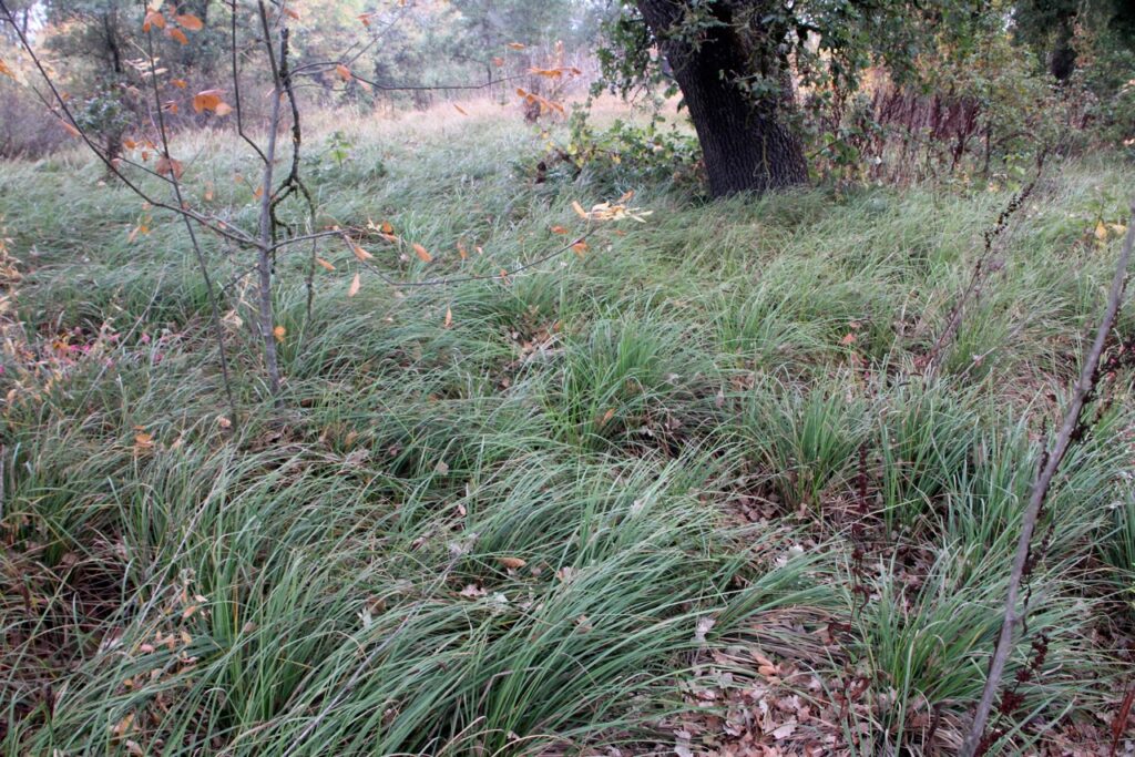 Carex barbarae - basket sedge