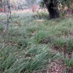 Carex barbarae - basket sedge