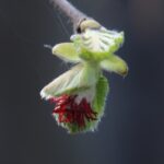 Corylus cornuta ssp. californica - western hazelnut