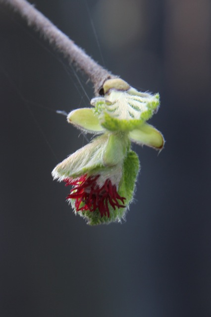 Corylus cornuta ssp. californica - western hazelnut