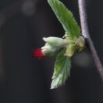 Corylus cornuta ssp. californica - western hazelnut