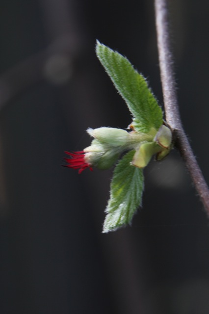 Corylus cornuta ssp. californica - western hazelnut