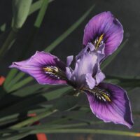 Iris macrosiphon ‘Mount Madonna’