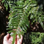 Polypodium scouleri - evergreen polypody