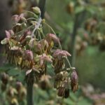 Thalictrum fendleri v. polycarpum - meadow rue