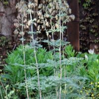 Thalictrum fendleri v. polycarpum