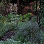 Thalictrum fendleri v. polycarpum - meadow rue