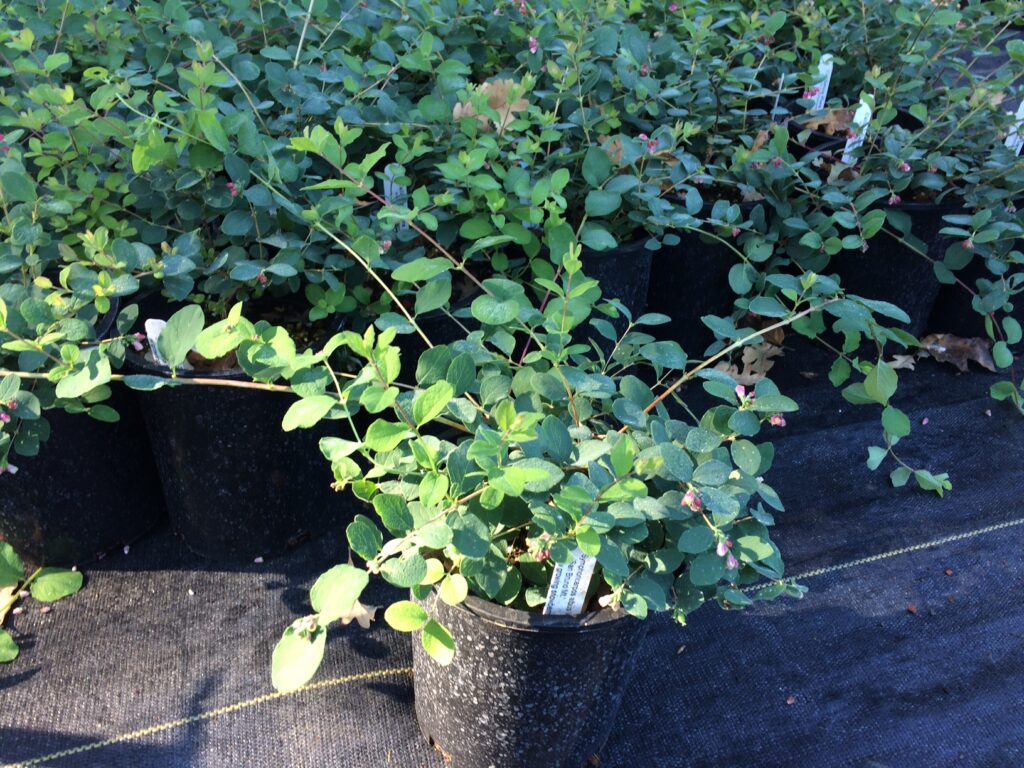Symphoricarpos albus var. laevigatus 'San Bruno Mountain' - snowberry