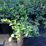 Symphoricarpos albus var. laevigatus 'San Bruno Mountain' - snowberry