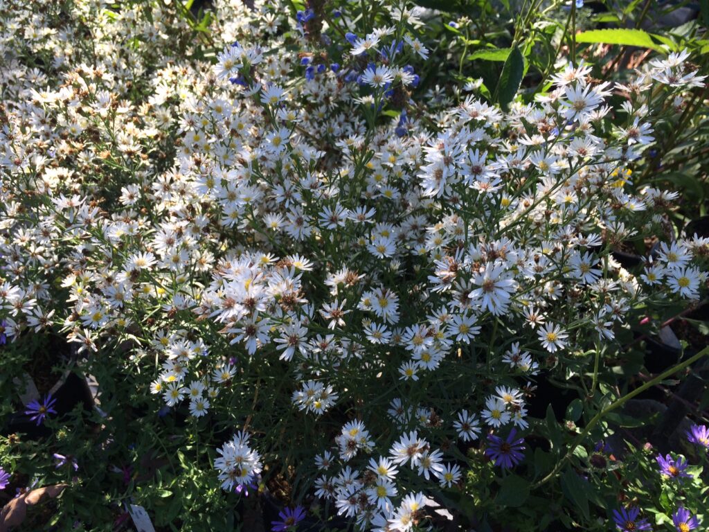 Symphyotrichum (Aster) ericoides 'Monte Cassino' - white heath aster