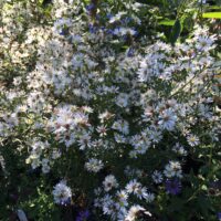 Symphyotrichum (Aster) ericoides 'Monte Cassino' - white heath aster