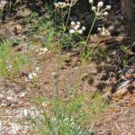 Angelica capitellata - ranger's buttons