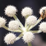 Angelica capitellata - ranger's buttons
