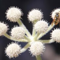 Angelica capitellata