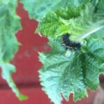 Scrophularia californica - beeplant or figwort