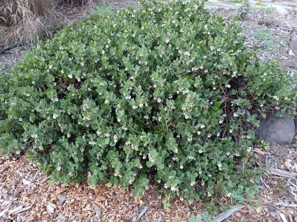 Arctostaphylos x media 'Reina de Arena' - manzanita