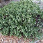 Arctostaphylos x media 'Reina de Arena' - manzanita