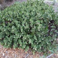 Arctostaphylos x media ‘Reina de Arena’