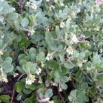 Arctostaphylos x media 'Reina de Arena' - manzanita