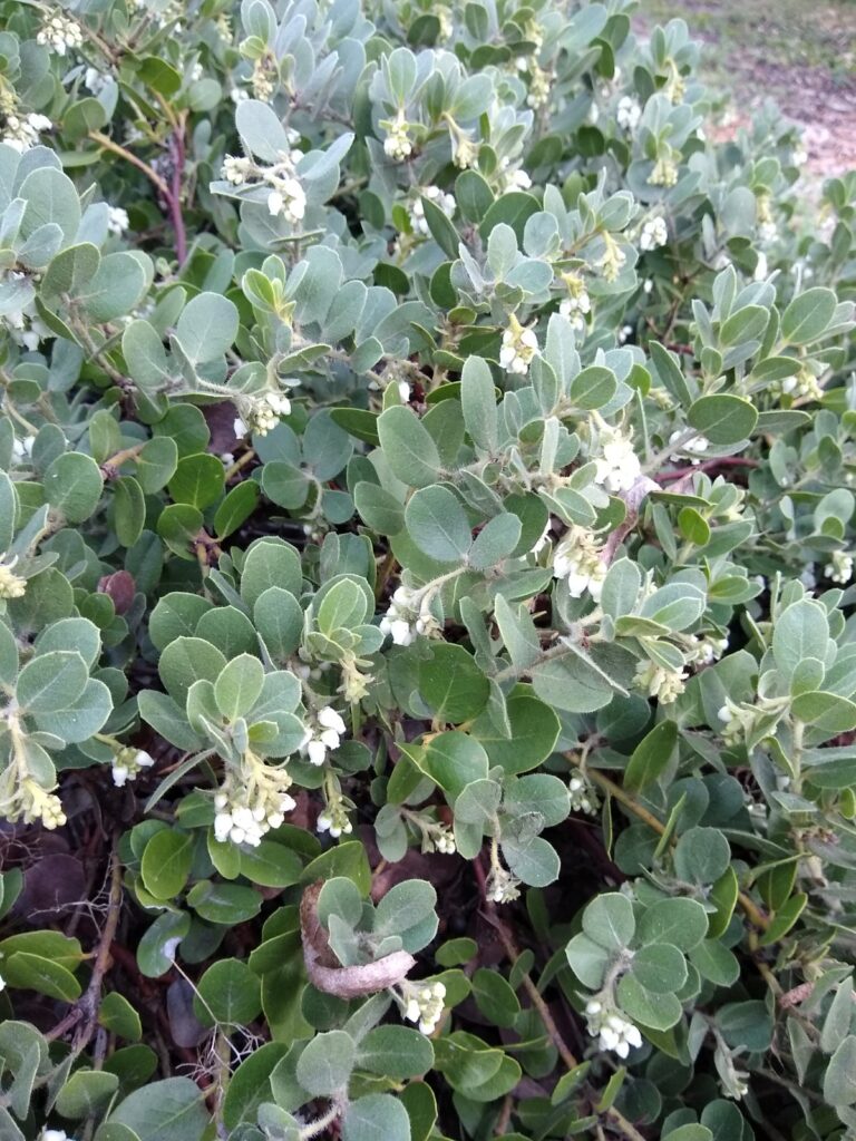 Arctostaphylos x media 'Reina de Arena' - manzanita