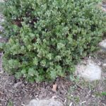 Arctostaphylos x media 'Reina de Arena' - manzanita