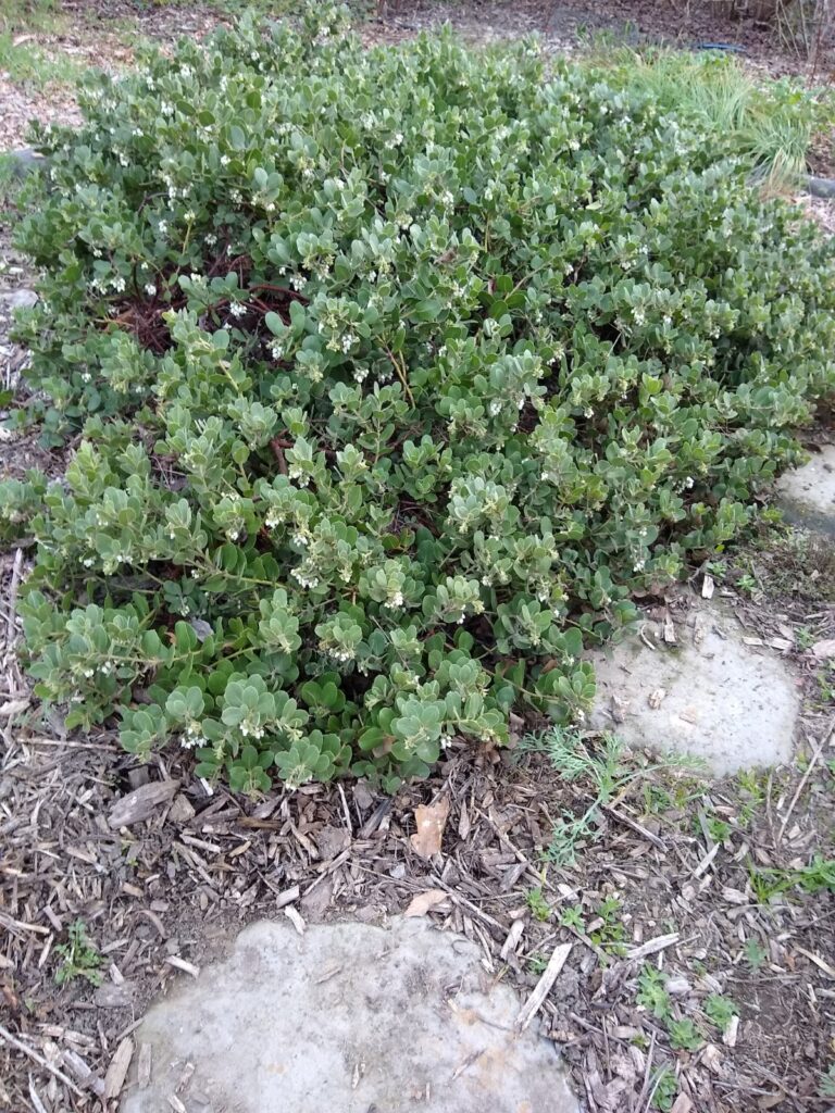 Arctostaphylos x media 'Reina de Arena' - manzanita