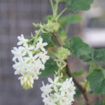 Ribes sanguineum v. glutinosum 'Cal Flora White' - white flowering currant