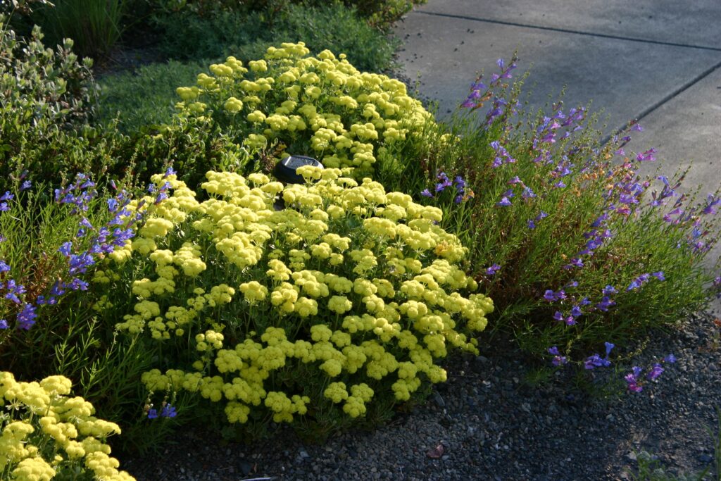 Eriogonum umbellatum var. polyanthum 'Shasta Sulphur' - sulphur flower buckwheat