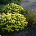 Eriogonum umbellatum var. polyanthum 'Shasta Sulphur' - sulphur flower buckwheat