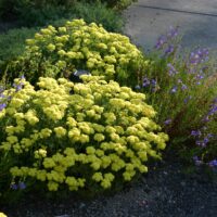 Eriogonum umbellatum var. polyanthum ‘Shasta Sulphur’