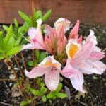 Rhododendron occidentale x 'Irene Koster' -