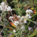Anaphalis margaritacea - pearly everlasting
