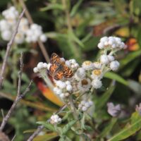 Anaphalis margaritacea
