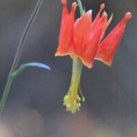 Aquilegia eximia