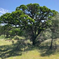 Quercus douglasii - blue oak