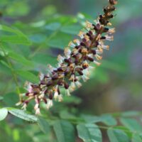 Amorpha californica var. napensis